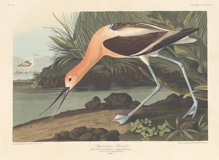 American Avocet
