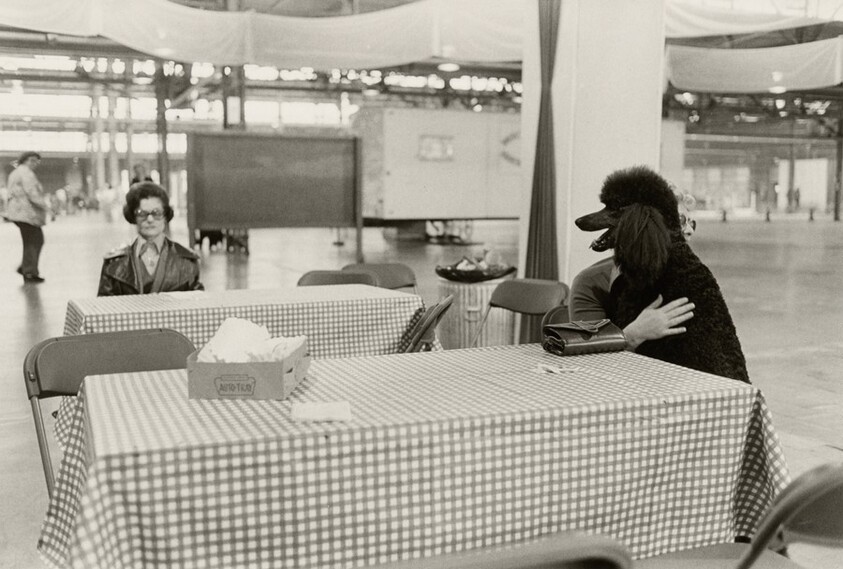 Dog Show, Harrisburg, Pennsylvania