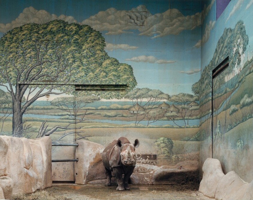 Black Rhinoceros, Brookfield Zoo, Chicago