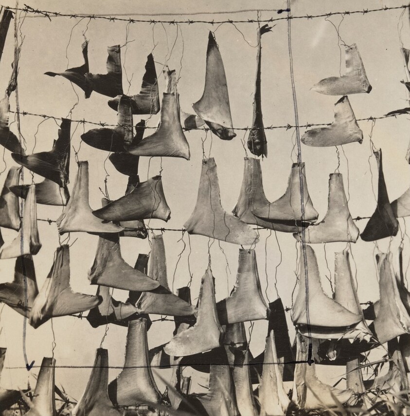 Shark Fins [variant IV]