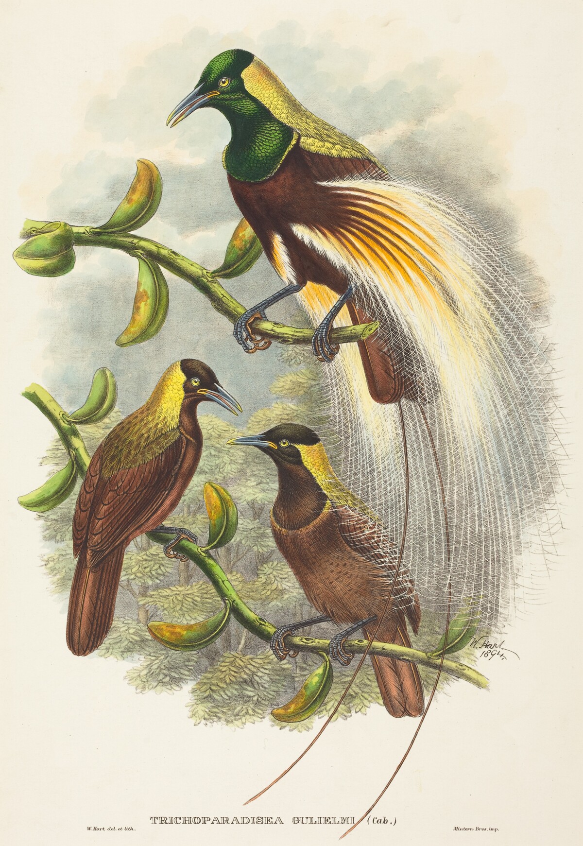 Trichoparadisea Gulielmi