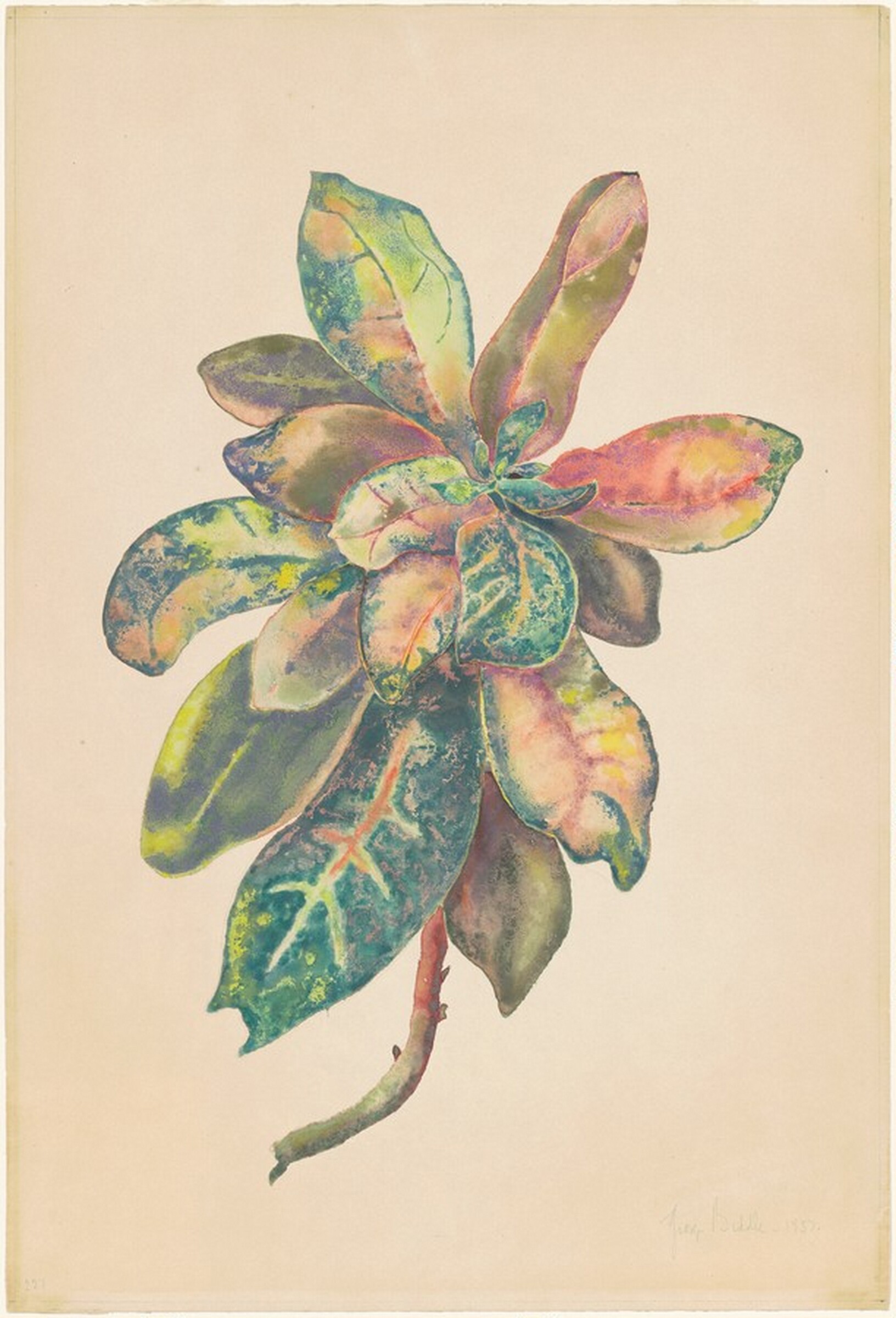 Leaves of a Croton Bush, George Biddle, 1957