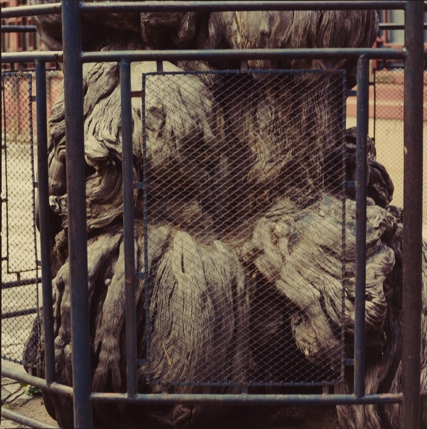 Study for Chinese Summerhall