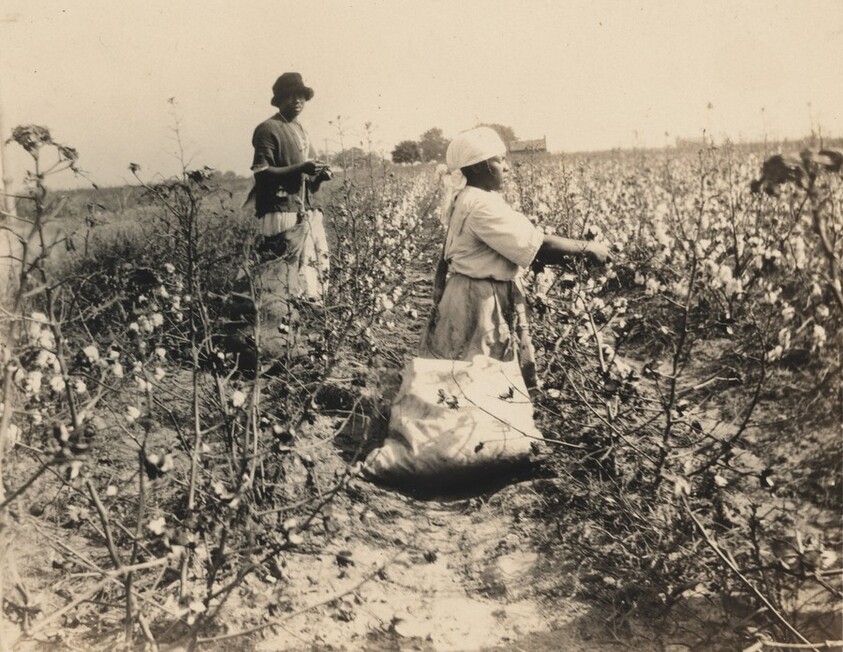 Untitled (Two women harvesting cotton)