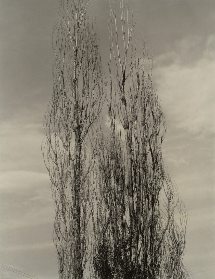 The Two Poplars, Lake George