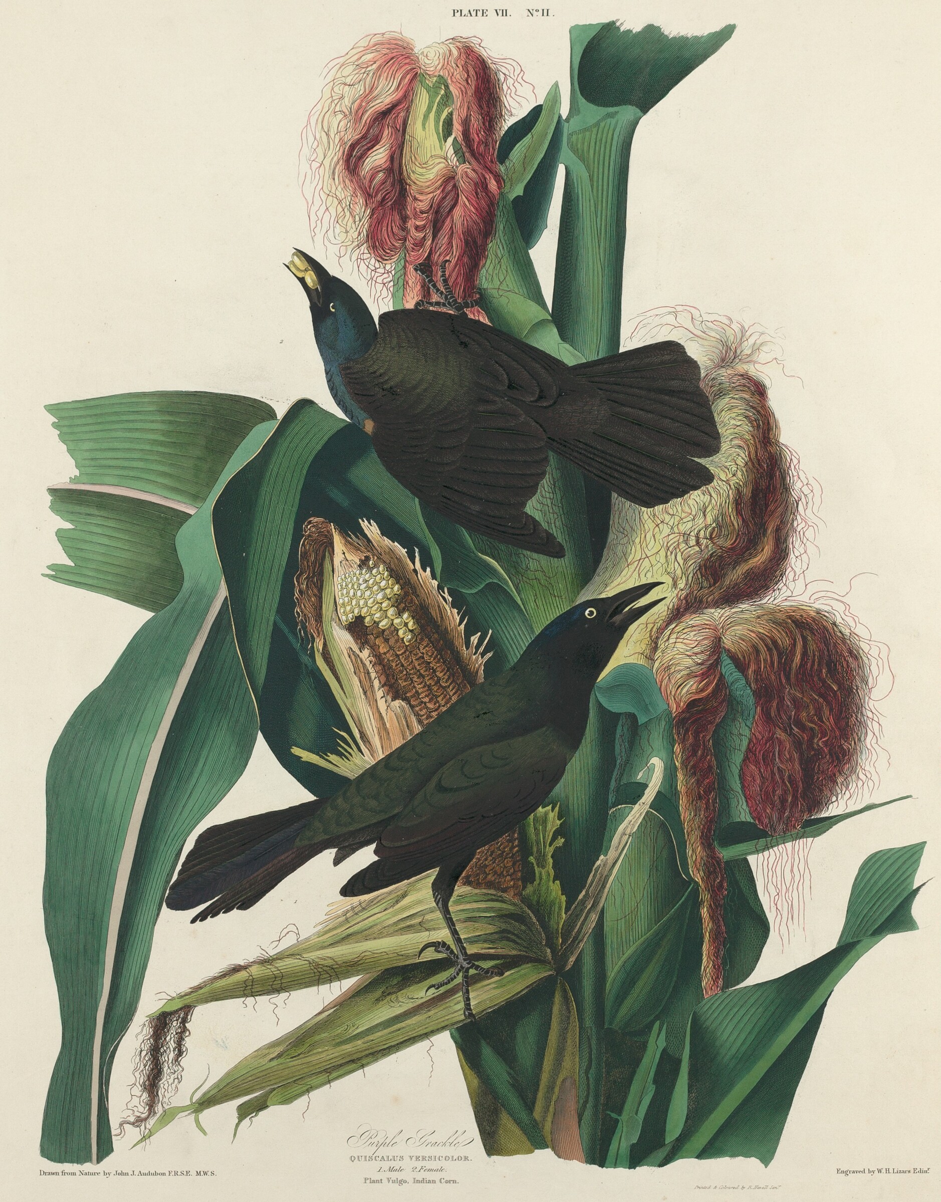 Purple Grackle, William Home Lizars after John James Audubon, 1827