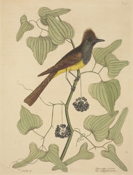 A bird with brown feathers and a yellow underbelly is perched on a green vine with clusters of small black berries and heart-shaped leaves. The color palette consists of earthy tones, including shades of green, brown, and a touch of yellow. The bird is situated in the center of the image, facing right, as it rests on a vine that runs diagonally across the frame. Surrounding the bird, the vine's leaves fan out, with one cluster of berries hanging near the bird's tail and another cluster above its back.