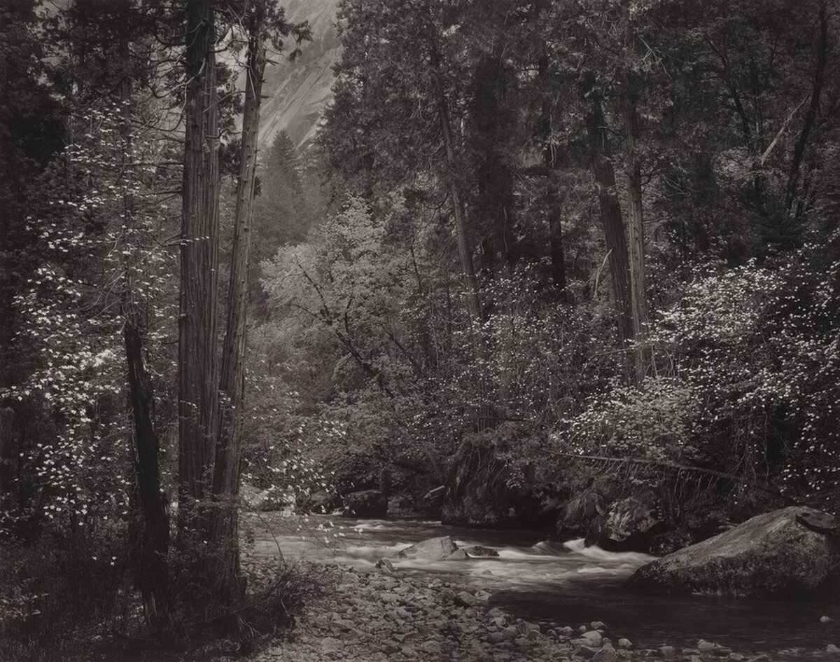 Tenaya Creek, Dogwood, Rain, Yosemite National Park, California