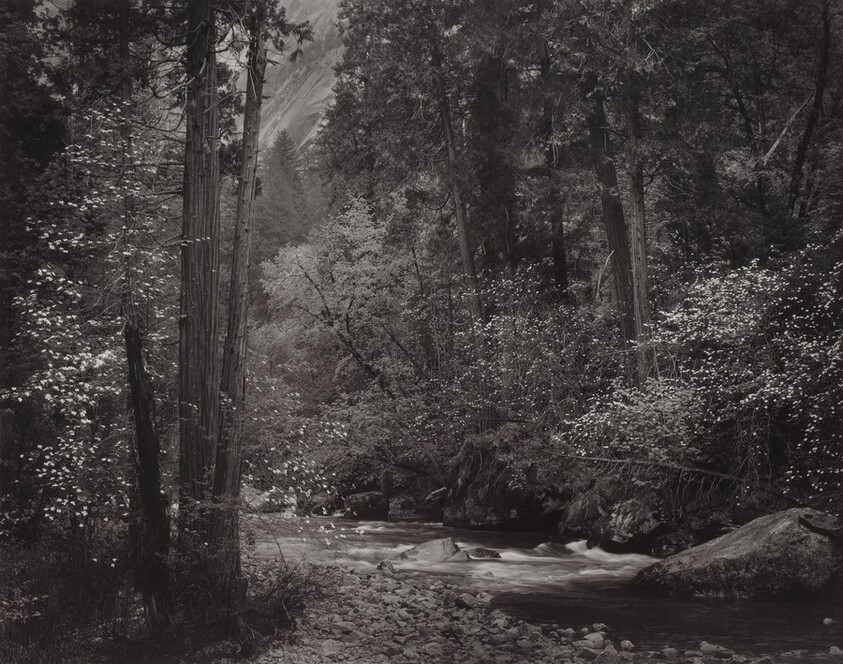 Tenaya Creek, Dogwood, Rain, Yosemite National Park, California