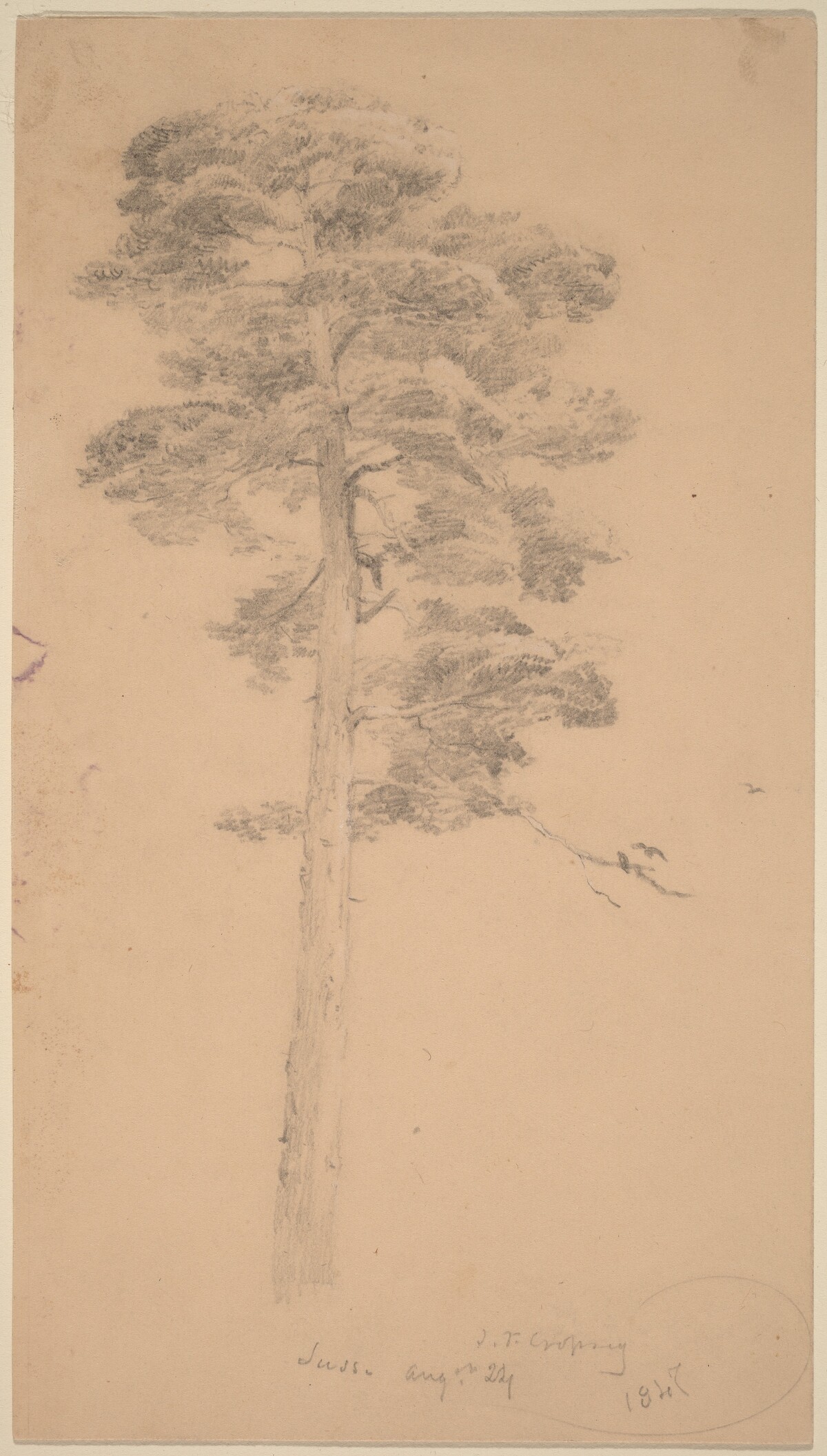 Pine Tree