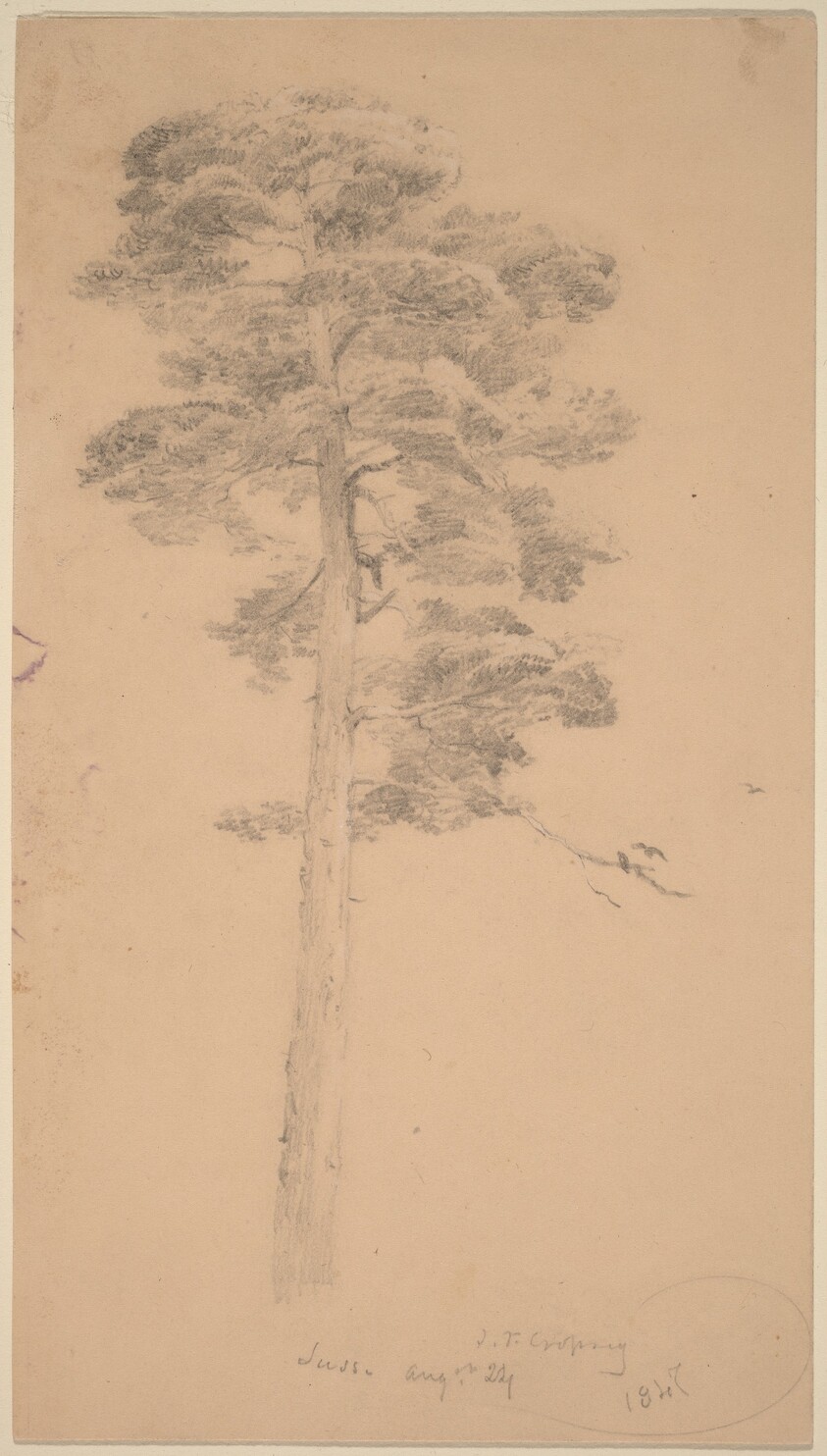 Pine Tree