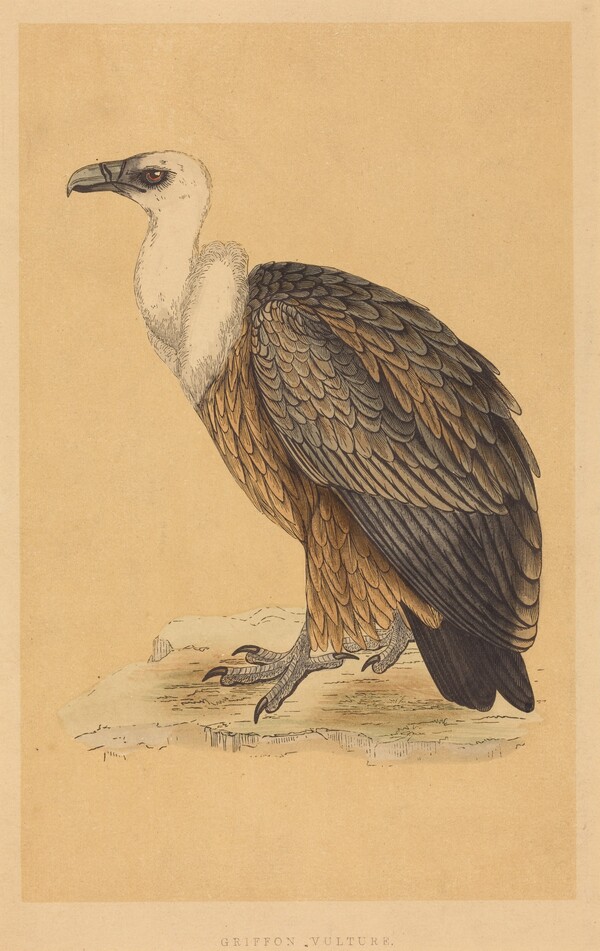 Griffon Vulture