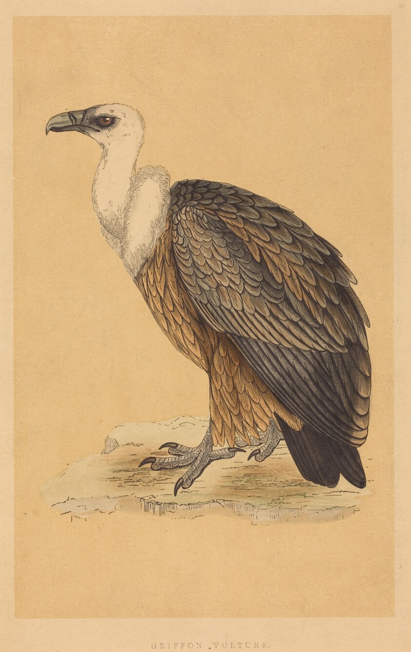 Griffon Vulture