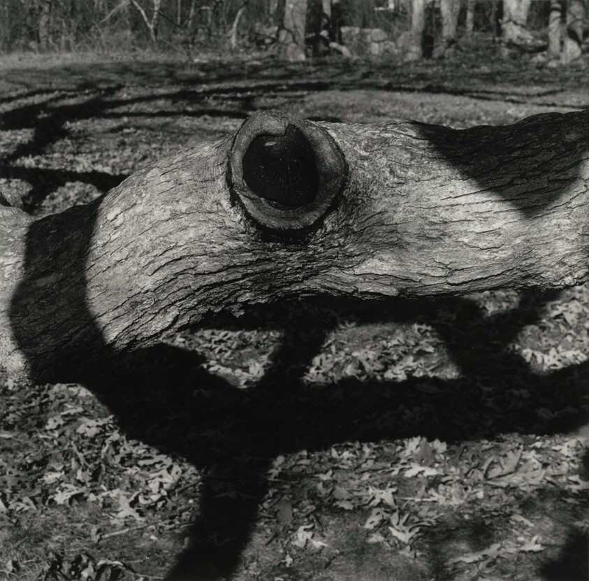 The Tree, Martha's Vineyard 15