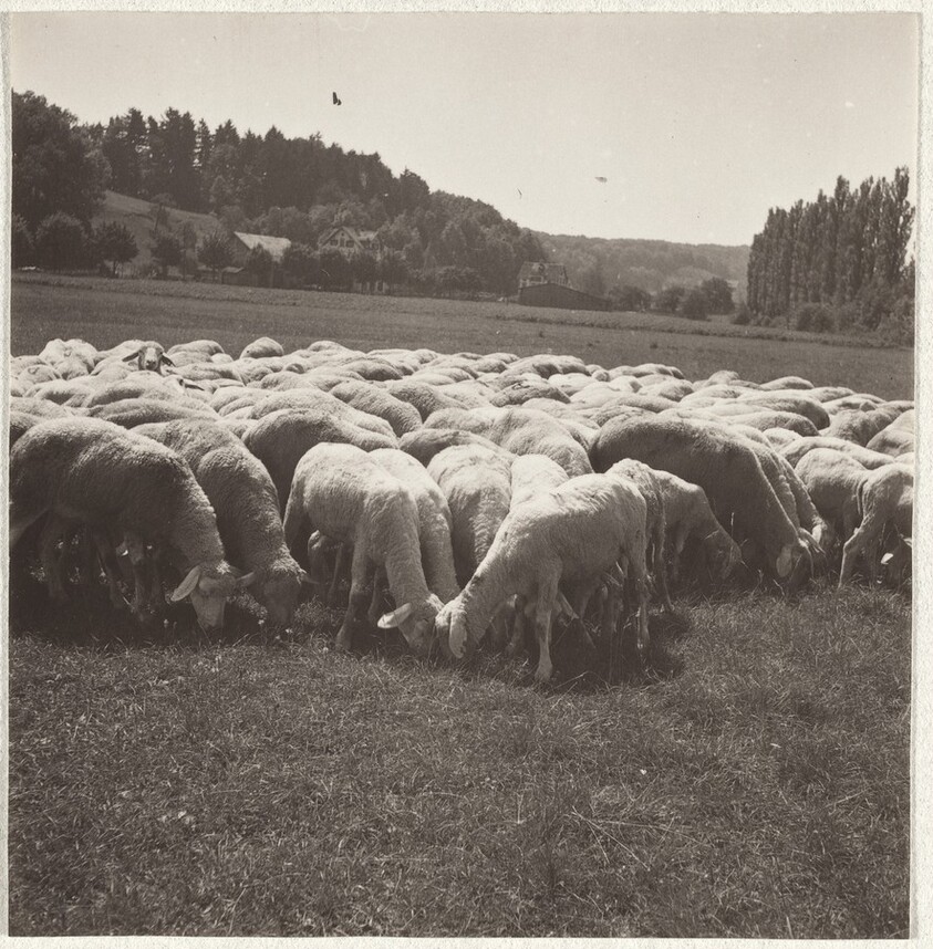 Sheep--Animals