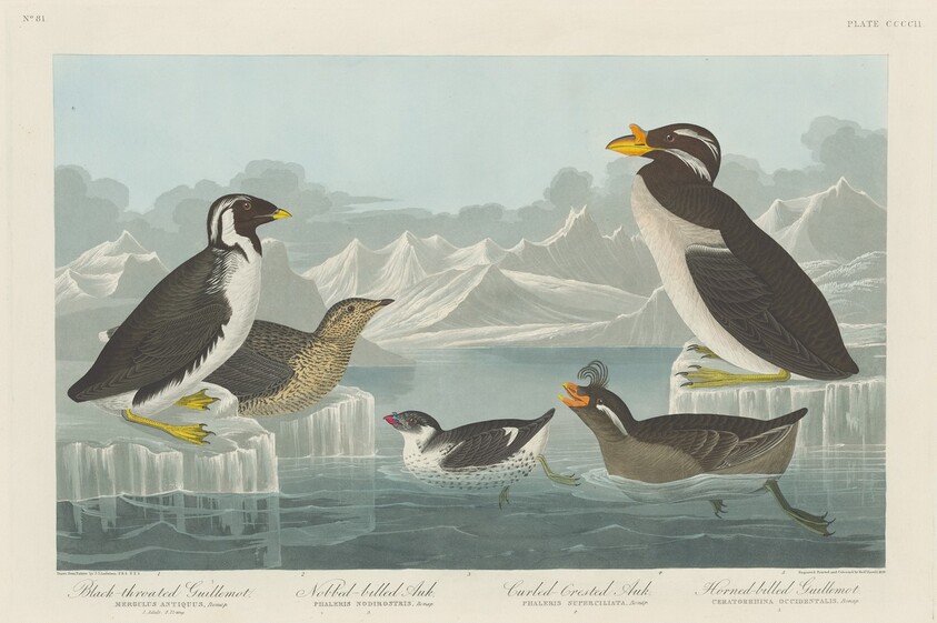 Black-throated Guillemot, Nobbed-billed Auk, Curled-Crested Auk and Horned-billed Guillemot
