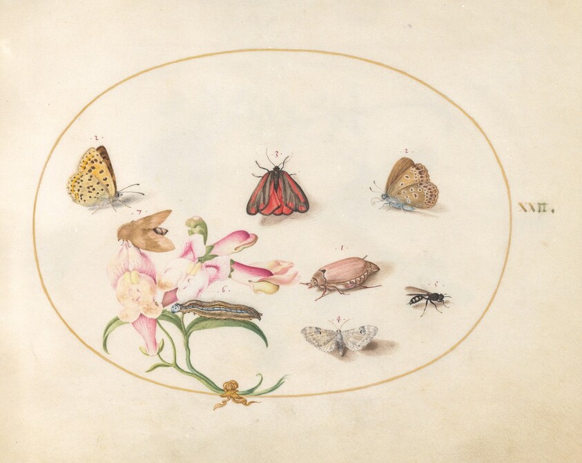 Plate 22: A Cinnabar Moth and a Cockchafer with Butterflies, other Insects, and a Snapdragon