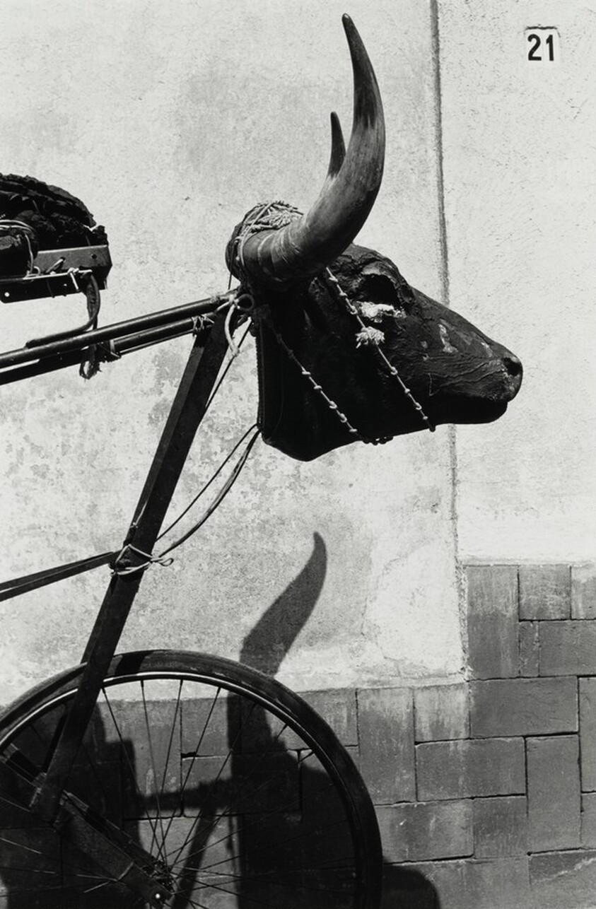 Torito, Ciudad de México, México (Young Bull, Mexico City, Mexico)