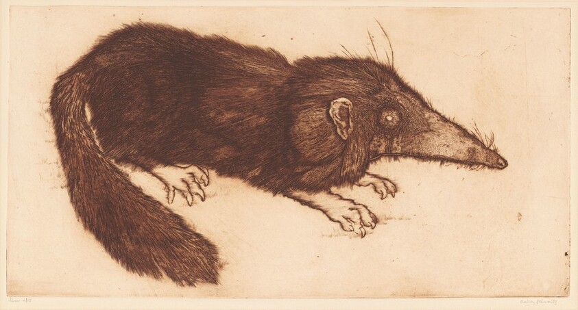 Shrew