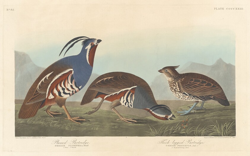 Plumed Partridge and Thick-legged Partridge