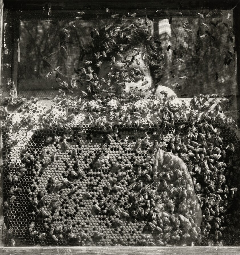 Laureana y las avispas, Xochimilco, México (Laureana and the Wasps, Xochimilco, Mexico)