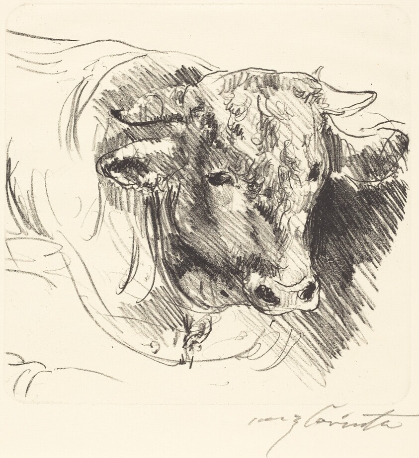Stierkopf (Head of a Steer)