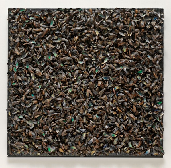 Panneau de Moules (Panel of Mussels)