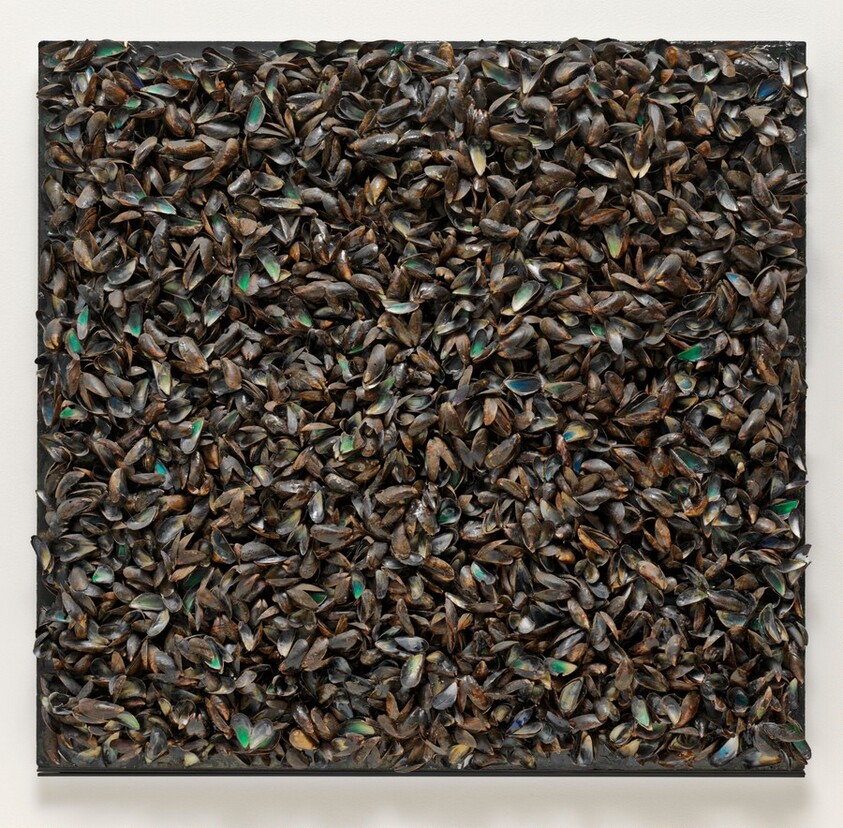 Panneau de Moules (Panel of Mussels)