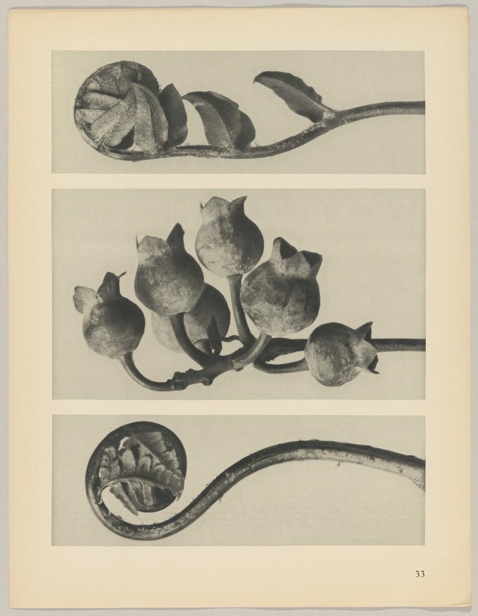 This is a photograph of decorative botanical motifs. The image displays three different botanical designs or carvings. In the top and bottom sections, there are stylized spiraling formations with intricate leaf patterns. The central section showcases a cluster of rounded, pod-like forms resembling unopened buds or ornamental seed pods, branching outward. Each element is detailed, emphasizing texture and form.