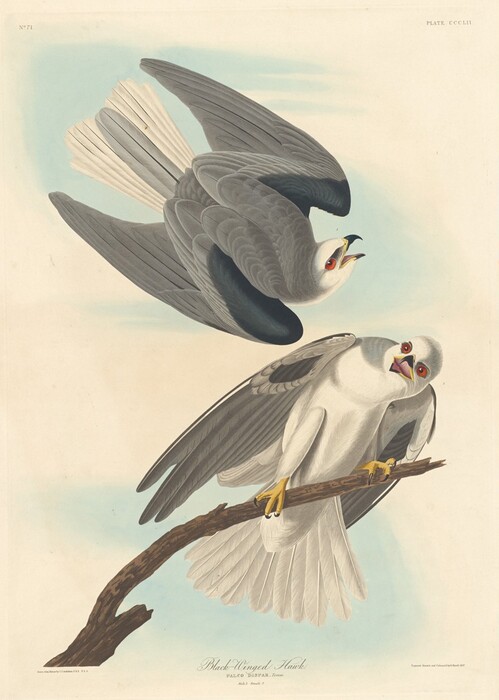 This is a painting of two black-winged hawks. The painting features one hawk perched on a branch, while the other soars in the air above. The hawk on the branch is depicted with detailed plumage, highlighting its black wings and white body. Its talons grip the branch firmly, and it gazes upwards. The airborne hawk is captured mid-flight, with wings spread, against a softly rendered sky. Both hawks have red eyes and open beaks, adding a sense of interaction. The artwork is detailed and vibrant, showcasing the artist's skill in rendering avian subjects. This is in the style of John James Audubon.