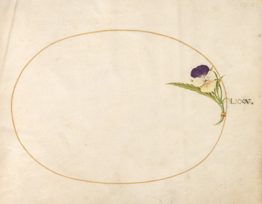 Plate 80: Purple and Yellow Viola