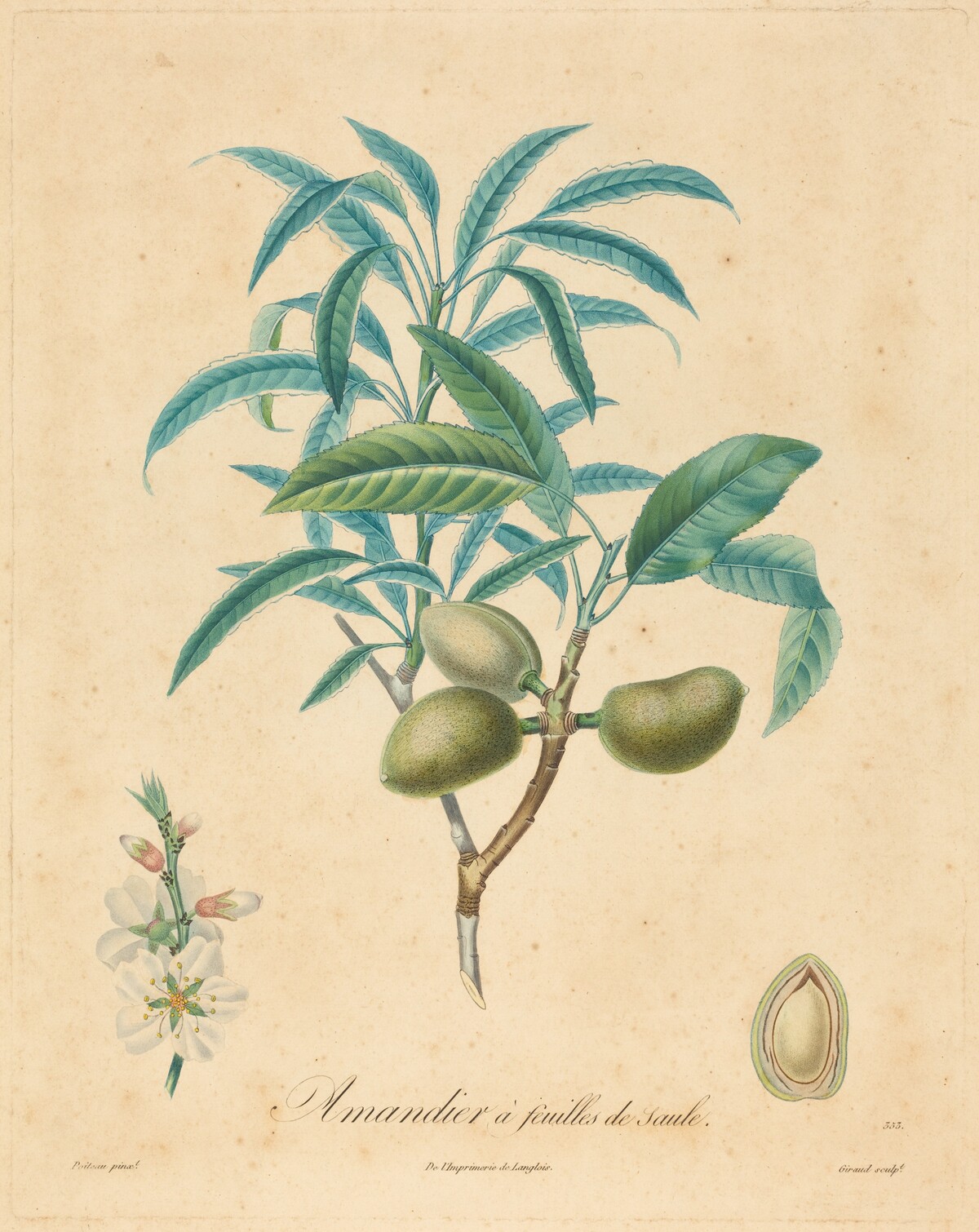 Amandier a feuilles de saulle