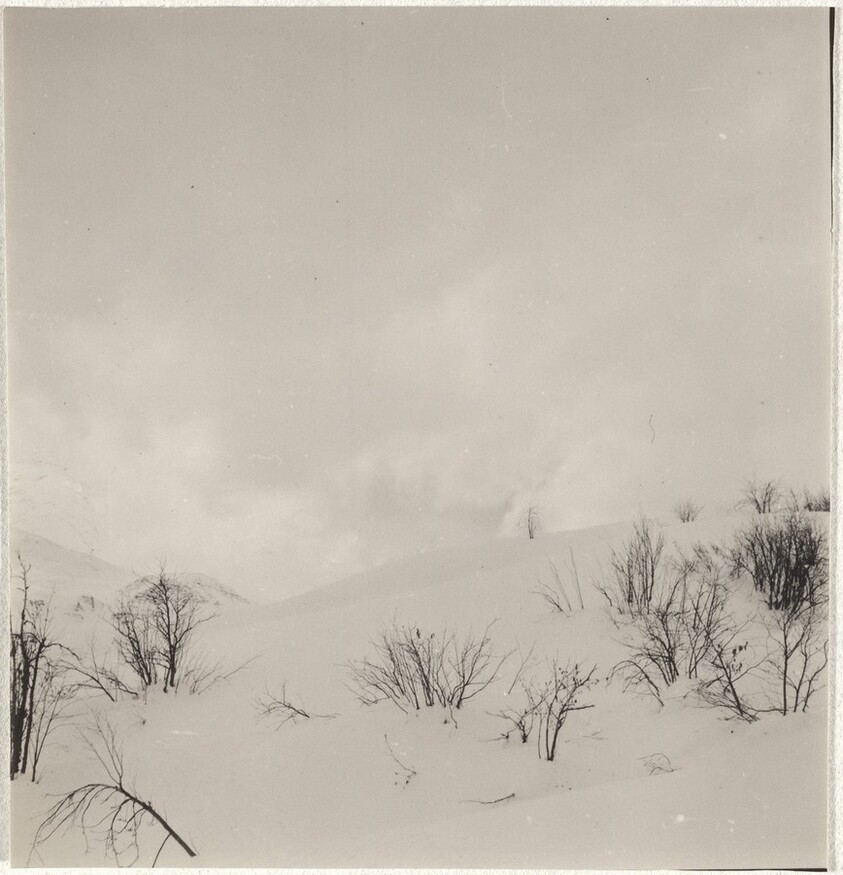Trees in snow--Landscape