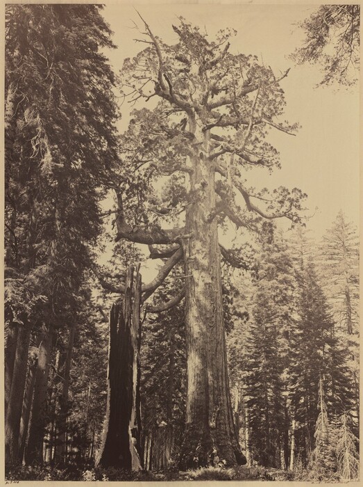 A thick-trunked tree towers over us in an old-growth forest in this photograph, which is printed in shades of gray on cream white. From close to the ground, we look up at the central tree, which has thick but stubby branches extending like bristles on scrub brush from its central trunk. Just to the left is an upright but dead, broken trunk. Its hollow interior faces us. The canopy of the central tree is outlined against the blank sky, and other evergreens and thinner-trunked trees reach into the sky around the central tree.