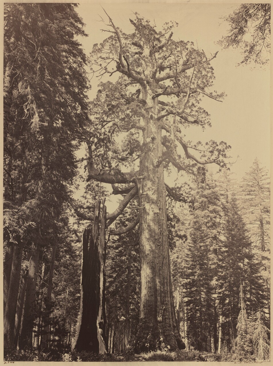 A thick-trunked tree towers over us in an old-growth forest in this photograph, which is printed in shades of gray on cream white. From close to the ground, we look up at the central tree, which has thick but stubby branches extending like bristles on scrub brush from its central trunk. Just to the left is an upright but dead, broken trunk. Its hollow interior faces us. The canopy of the central tree is outlined against the blank sky, and other evergreens and thinner-trunked trees reach into the sky around the central tree.