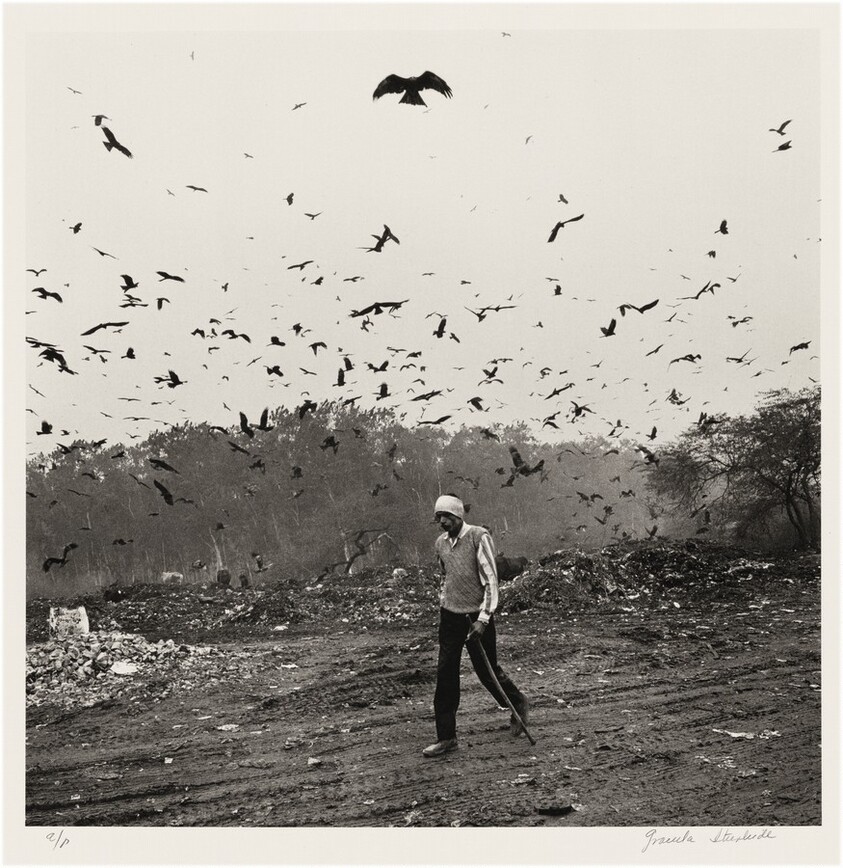 Pájaros, New Delhi, India (Birds, New Delhi, India)