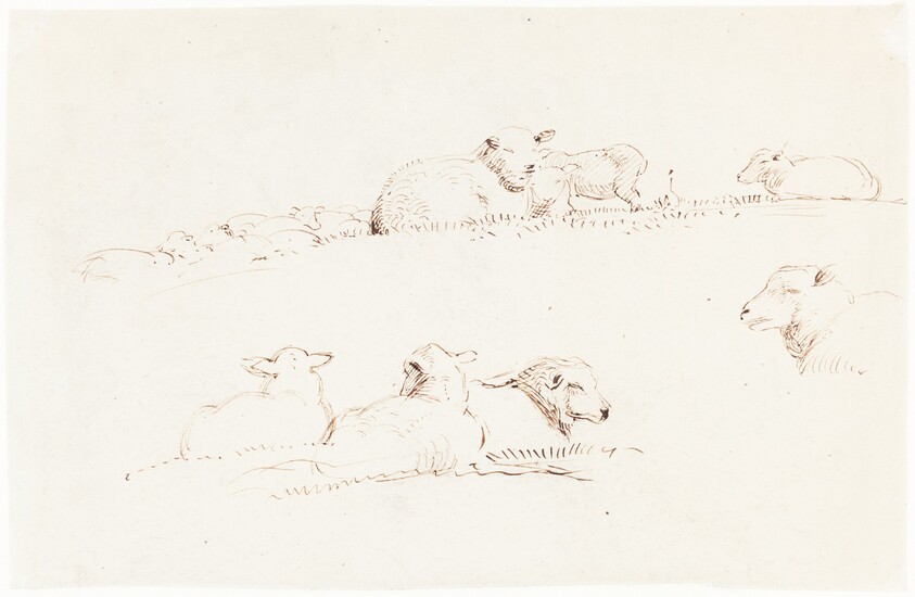 Studies of Sheep in Pasture