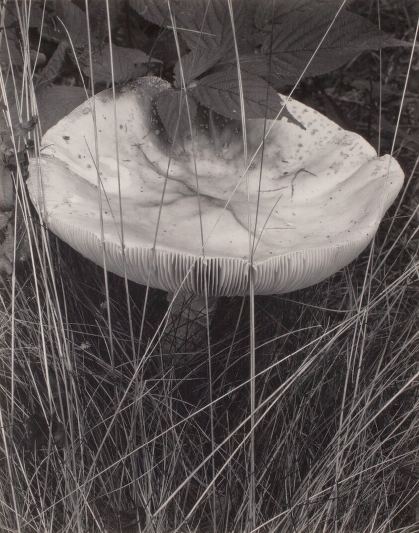 Toadstool and Grasses, Georgetown, Maine