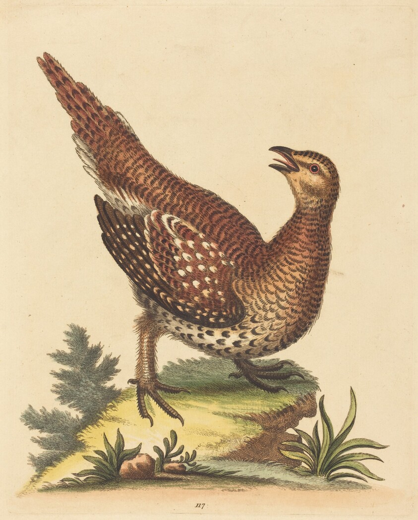 Brown Speckled Bird
