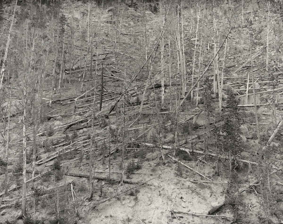 After the Fire, Yellowstone National Park, Wyoming