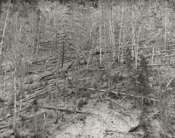 After the Fire, Yellowstone National Park, Wyoming