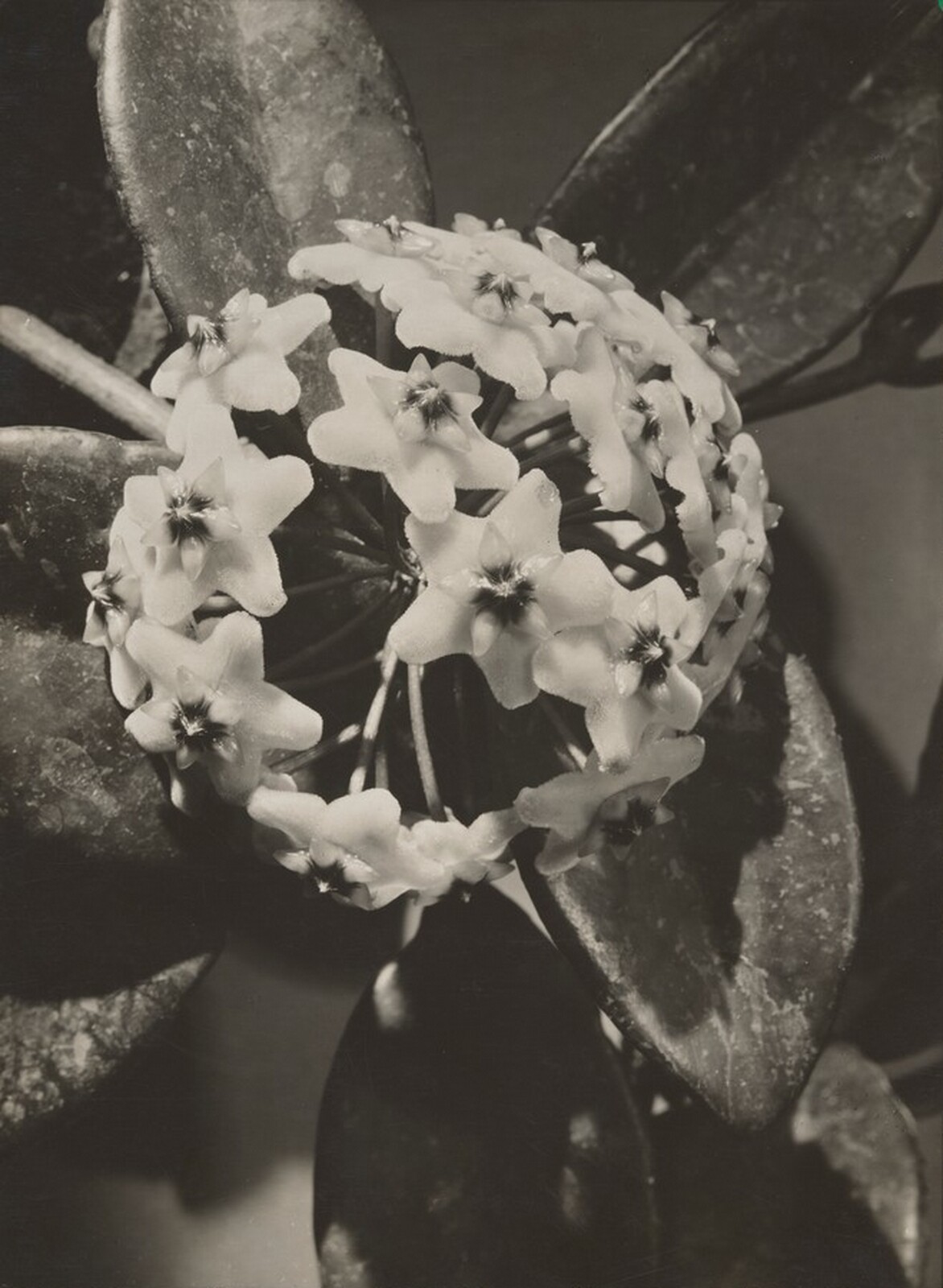 Asklepia (Asclepia), Dr. Paul Wolff, c. 1931