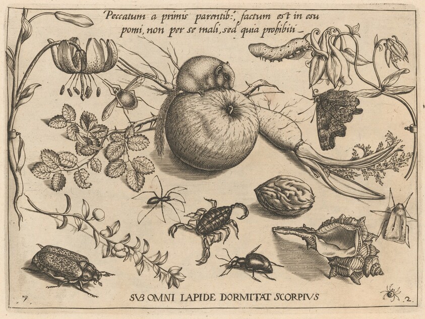 Archetypa studiaque patris Georgii Hoefnagelii [Part 2, Plate 7]