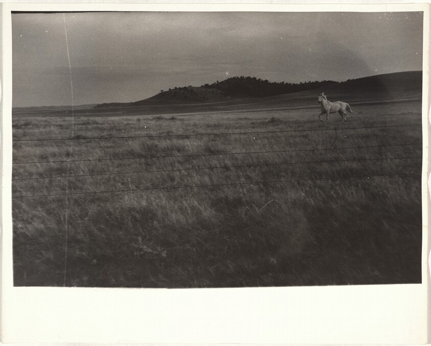 Horse in field--Wyoming or Nebraska