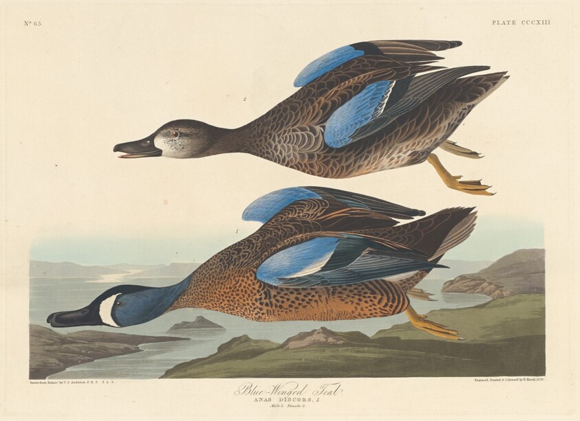 Blue-winged Teal