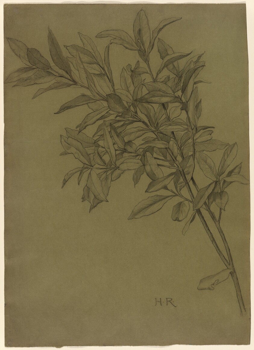 Study of Bay Leaves