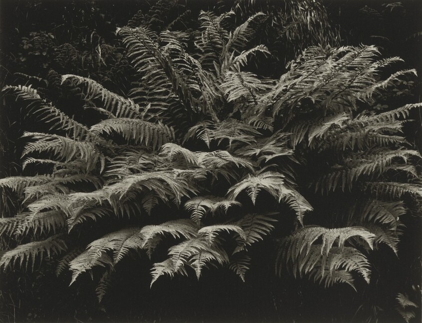 Ferns