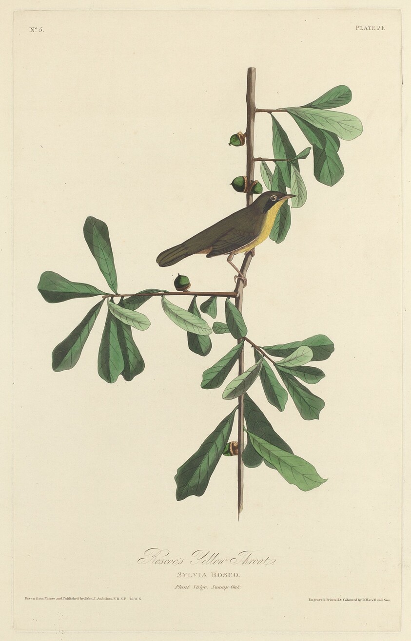 Roscoe's Yellow Throat