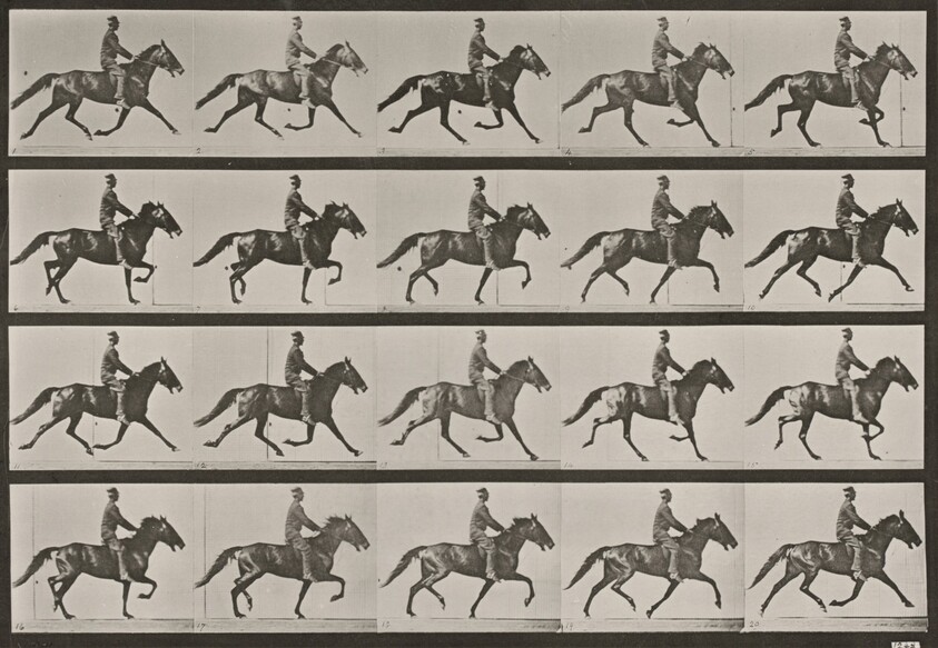 Plate Number 591. "Pronto" pacing, saddled