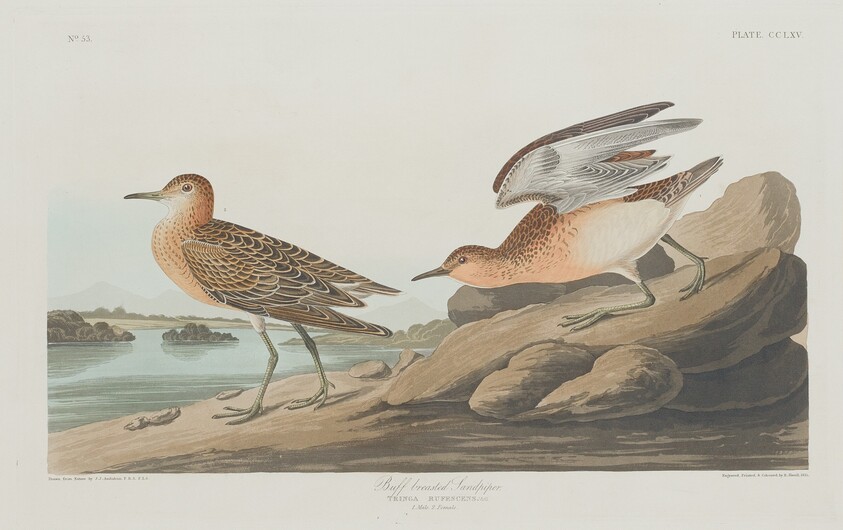 Buff-breasted Sandpiper